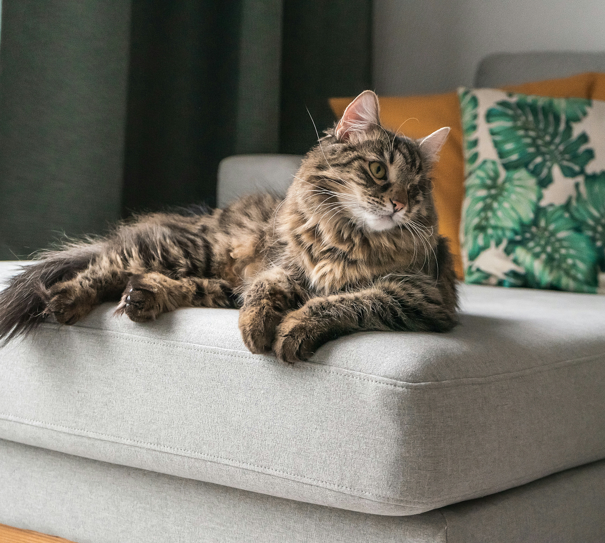 image for Πόσες ώρες-μέρες μπορώ να αφήσω τη γάτα μου μόνη της; 