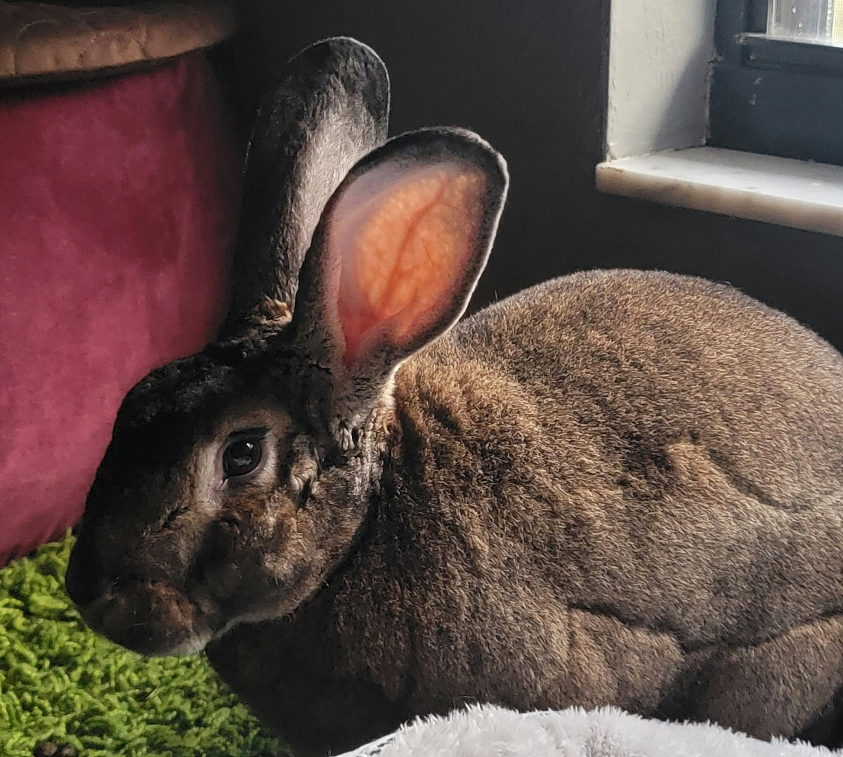 image for Ο απόλυτος οδηγός για να αποκτήσεις κουνέλι ως κατοικίδιο 