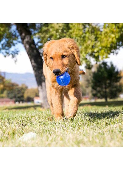 Kong Παιχνίδι Μάσησης & Ανάκτησης με Ήχο για Σκύλους Squeezz Crackle Ball/L