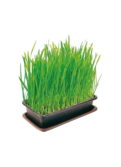 Vitakraft Cat Grass Γρασίδι για Γάτες