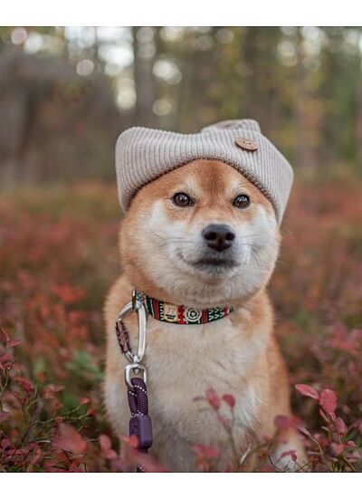 Woolly Wolf Eco Friendly Οδηγός Περιπάτου Juicy Plum Rope Leash (180 cm)