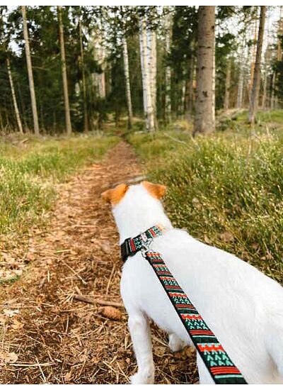 Woolly Wolf Eco Friendly Οδηγός Περιπάτου Woodland Leash (150 cm)
