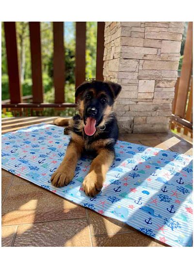 Croci Breeze Whales Mat Αδιάβροχο Δροσιστικό Χαλάκι (65x50 cm)