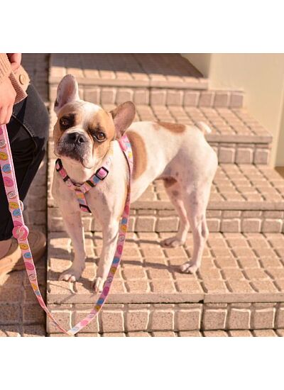 Dashi Σαμαράκι Εκπαιδευτικό Για Σκύλους Front Harness Donut