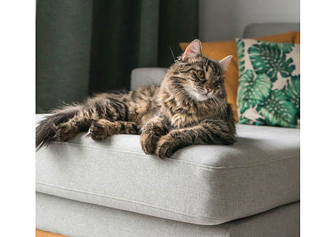 Πώς να μειώσω την τρίχα της γάτας μου στο σπίτι;