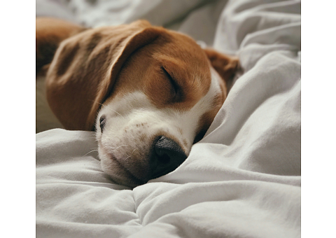 Γιατί να μην επιτρέπω στον σκύλο μου να ανεβαίνει στο κρεβάτι μου