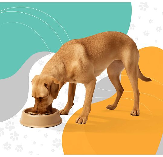 Image - Ξηρά τροφή