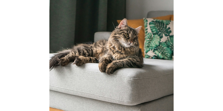 Πόσες ώρες-μέρες μπορώ να αφήσω τη γάτα μου μόνη της; 