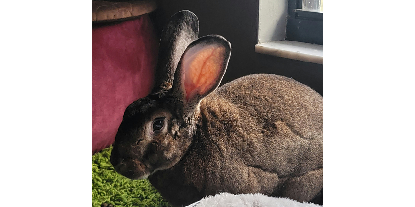 Ο απόλυτος οδηγός για να αποκτήσεις κουνέλι ως κατοικίδιο 